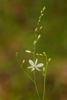 Belozarka vetvita - Anthericum ramosum 0225